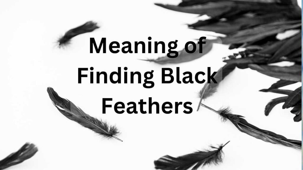 Black feather meaning Native American