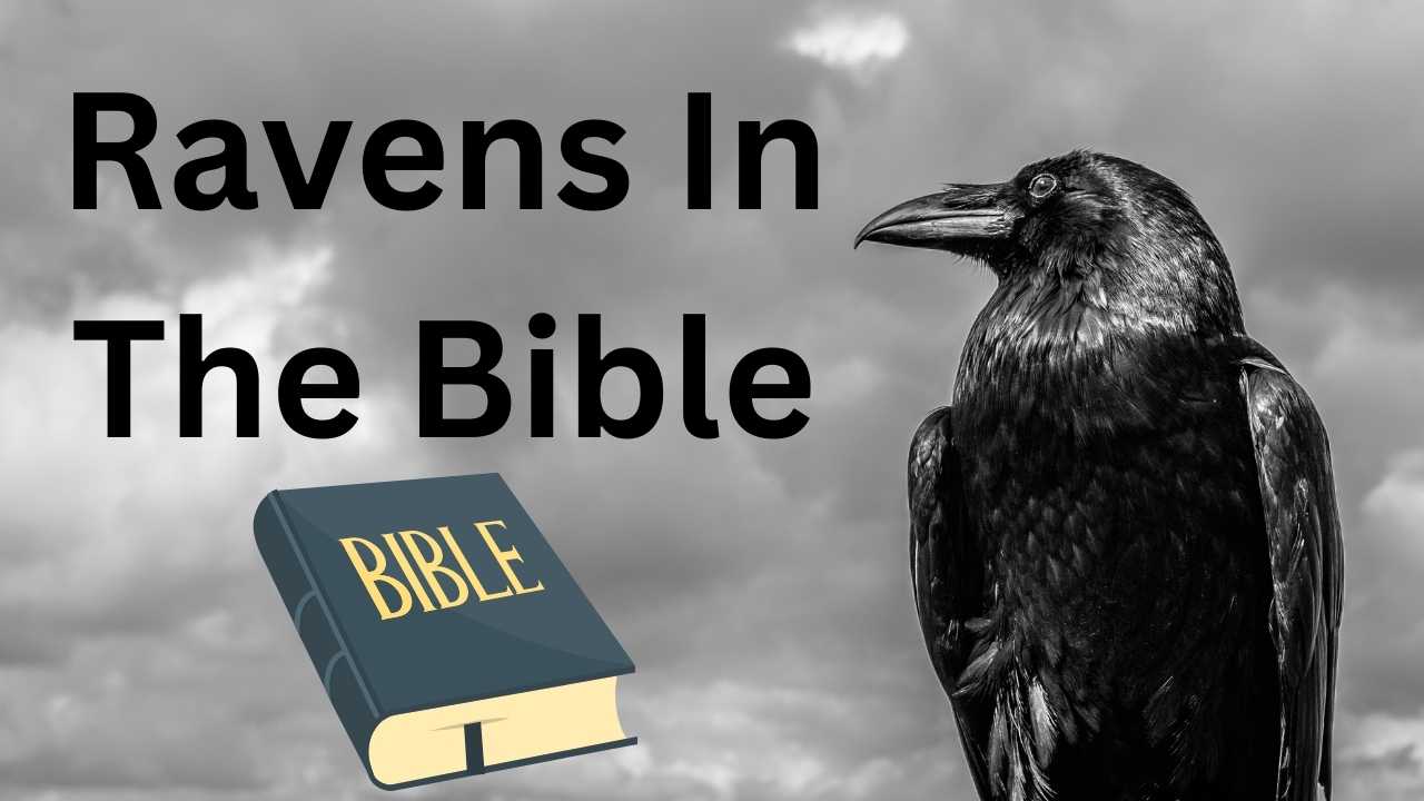 ravens in the bible