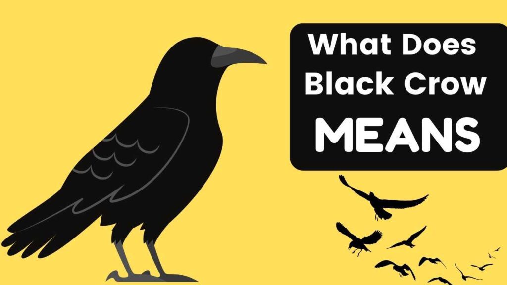 What Does Black Crows Mean